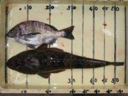 宮崎沖カセ、チヌも活性良く朝一から食いました