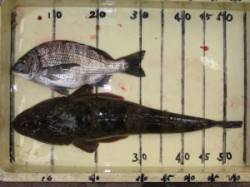 宮崎沖カセ、チヌも活性良く朝一から食いまし…