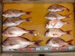 カゴ釣りのマダイ高活性でした♪　三尾の磯