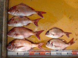 カゴ釣りのマダイ高活性でした♪　三尾の磯