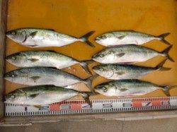 三尾の磯ジギングでハマチ釣れました！