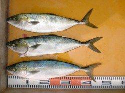 三尾の磯ジギングでハマチ釣れました！