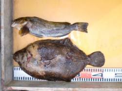 投げ釣りでアイナメ35cm&ナメタ…