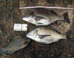 野原磯チヌ2匹とグレの釣果〜連日出ているのでこれから狙い目！