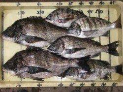 六本裏カセのチヌ【餌を前に打ち誘いながら手前に引いてくるのが効果的】