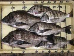 六本裏カセのチヌ【餌を前に打ち誘いながら手…