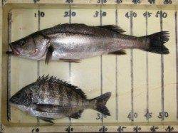 六本裏カセのチヌ【餌を前に打ち誘いながら手前に引いてくるのが効果的】