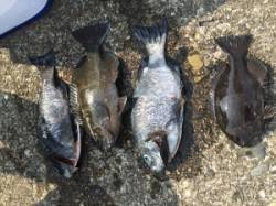 沖の赤島のフカセ釣り、朝からグレ釣れました…