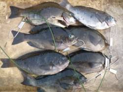 ケムリ島のグレ釣果