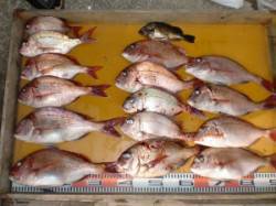 三尾の磯、カゴ釣りとフカセ釣りでマダイ顔拝…