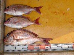 三尾の磯、カゴ釣りとフカセ釣りでマダイ顔拝めました