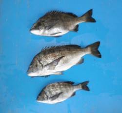 舞鶴田井の地磯でチヌ49.5cmを頭に3匹…