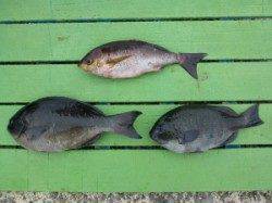 神谷の沖一文字内向きにてカゴ釣りでグレ・イサギ