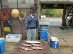 宮津・田井の海上釣り堀、メジロとマダイの釣…