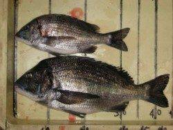 宮崎沖カセと六本裏カセでのチヌ釣果