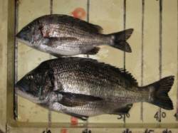 宮崎沖カセと六本裏カセでのチヌ釣果