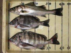 宮崎沖カセと六本裏カセでのチヌ釣果