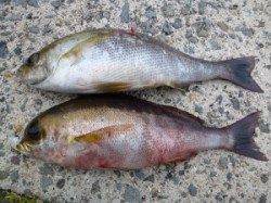 沖一文字半夜釣りでアオリイカ1.3kg！