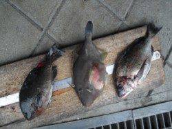 有田の磯　フカセでグレ・チヌ・ウマヅラの釣果