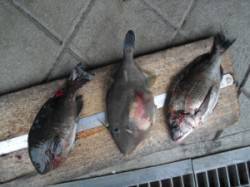 有田の磯 フカセでグレ・チヌ・ウマヅラの釣…