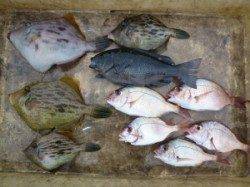 神谷の磯　胴突き仕掛けでカワハギ＆グレ