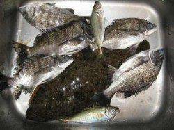 久美浜のカセでチヌ釣り、ヒラメの釣果も♪