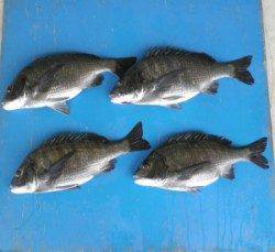 日引磯、舞鶴湾内の磯、長浜道沿いなどチヌ好調でした!