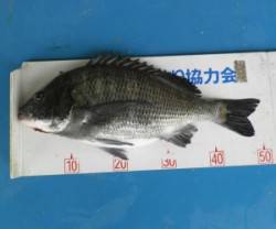 日引磯、舞鶴湾内の磯、長浜道沿いなどチヌ好…