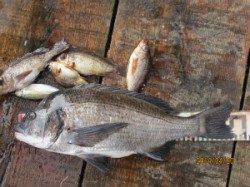 田井の一文字で良型チヌの釣果ありました