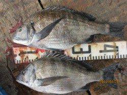 田井の一文字で良型チヌの釣果ありました