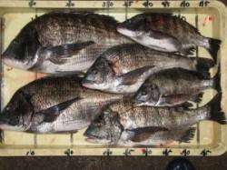 六本裏カセで良型チヌ、ほか20cm前後のア…