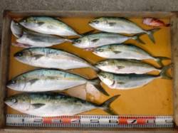 三尾の磯ショアジギングでヒラマサ・メジロ・…