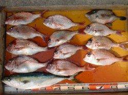 三尾の磯にてカゴ釣り好釣果〜マダイ&メジロ