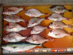 三尾の磯にてカゴ釣り好釣果〜マダイ&…
