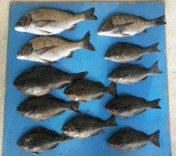 野原磯でグレ42.2cm頭に9匹とチヌ3匹、行ってみたくなる釣果