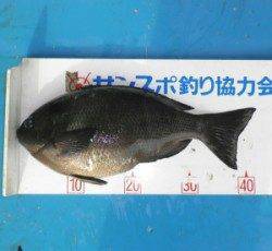 野原磯でグレ42.2cm頭に9匹とチヌ3匹、行ってみたくなる釣果