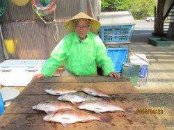 田井の海上釣り堀でマダイ、エサはダンゴ、ササミ、イカ