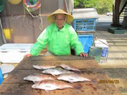 田井の海上釣り堀でマダイ、エサはダンゴ、サ…