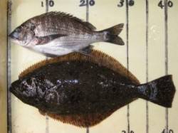 久美浜・六本裏カセ、ボケをエサにヒラメ&a…