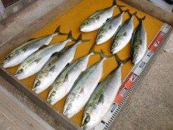 条件よくヒラマサ65cmとハマチの釣果〜三尾の磯ジギング