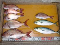 【23日】三尾の磯カゴ釣りのマダイ釣果
