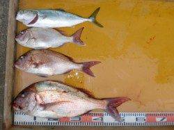 【23日】三尾の磯カゴ釣りのマダイ釣果