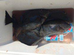 双子の親のフカセ釣果〜朝のうちグレ良く釣れてます