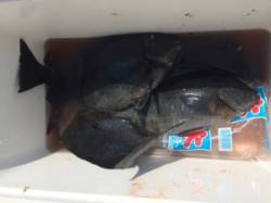 双子の親のフカセ釣果〜朝のうちグレ良く釣れ…