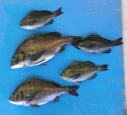 野原の磯でチヌ・グレの釣果