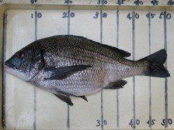 今シーズン第一号51cmの年なし！　宮崎沖カセ