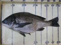 今シーズン第一号51cmの年なし！　宮崎沖…