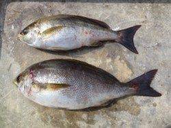 ヒラバエのカゴ釣りでグレ・カワハギ・チャリコ、ほか良型イサギも♪