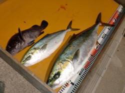 三尾の磯ジギングでヒラマサ☆朝から本潮が流…