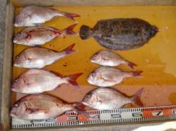 カゴ釣りでマダイ今年は好調！　三尾の磯